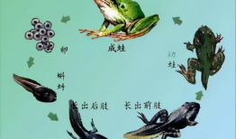 蝌蚪网在线视频,揭秘在线视频的奥秘与魅力