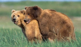 动物性行为视频大全,视频大全中的自然奇观